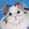 電子猫ニャア