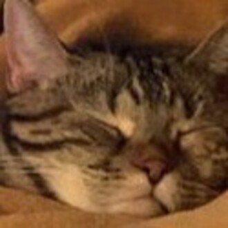 歌舞伎町の黒幕・事件屋・フィクサー