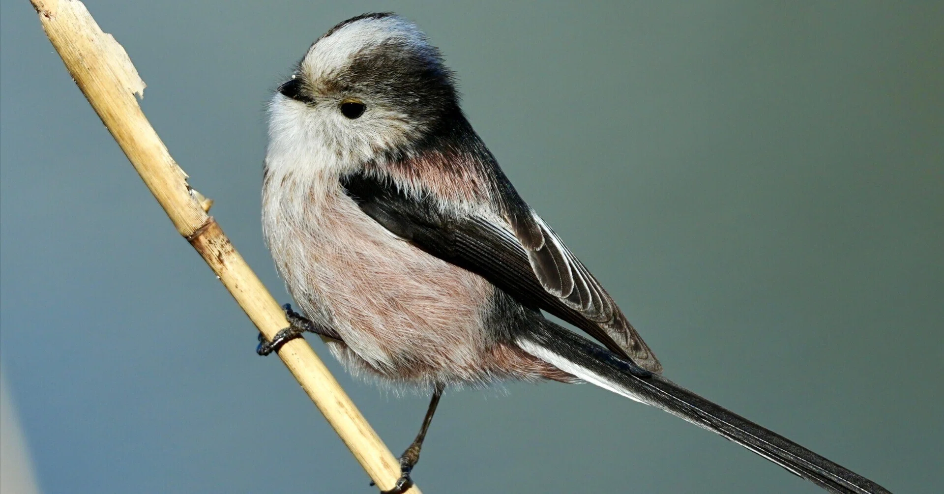 エナガの”かわいい”は異次元だから野鳥撮影はやめられない（SONYα9Ⅲ
