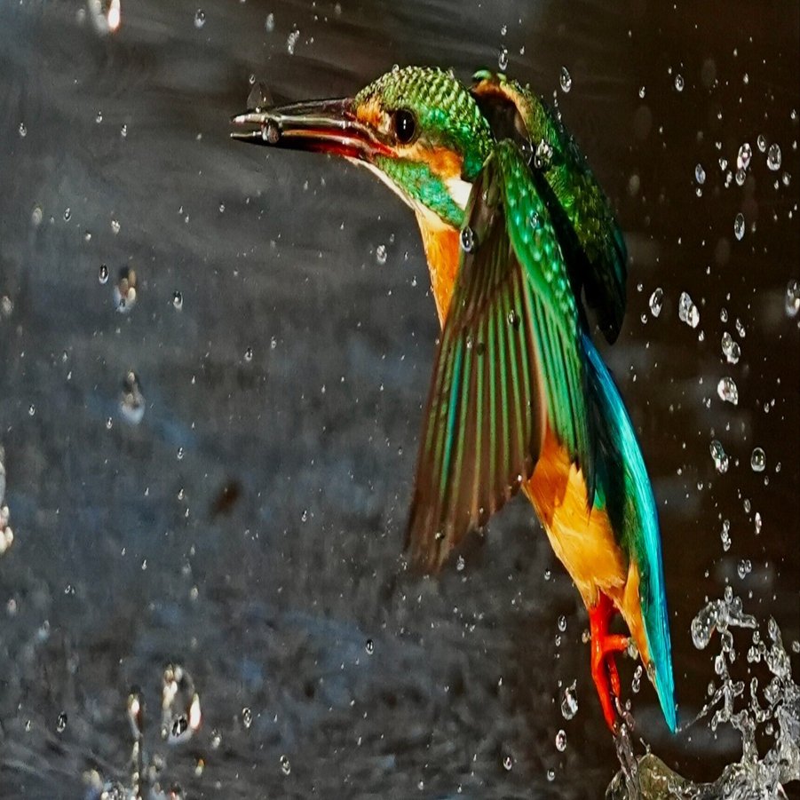 1時間だけの野鳥撮影でカワセミの飛び込み（ダイブ）の撮影に全集中