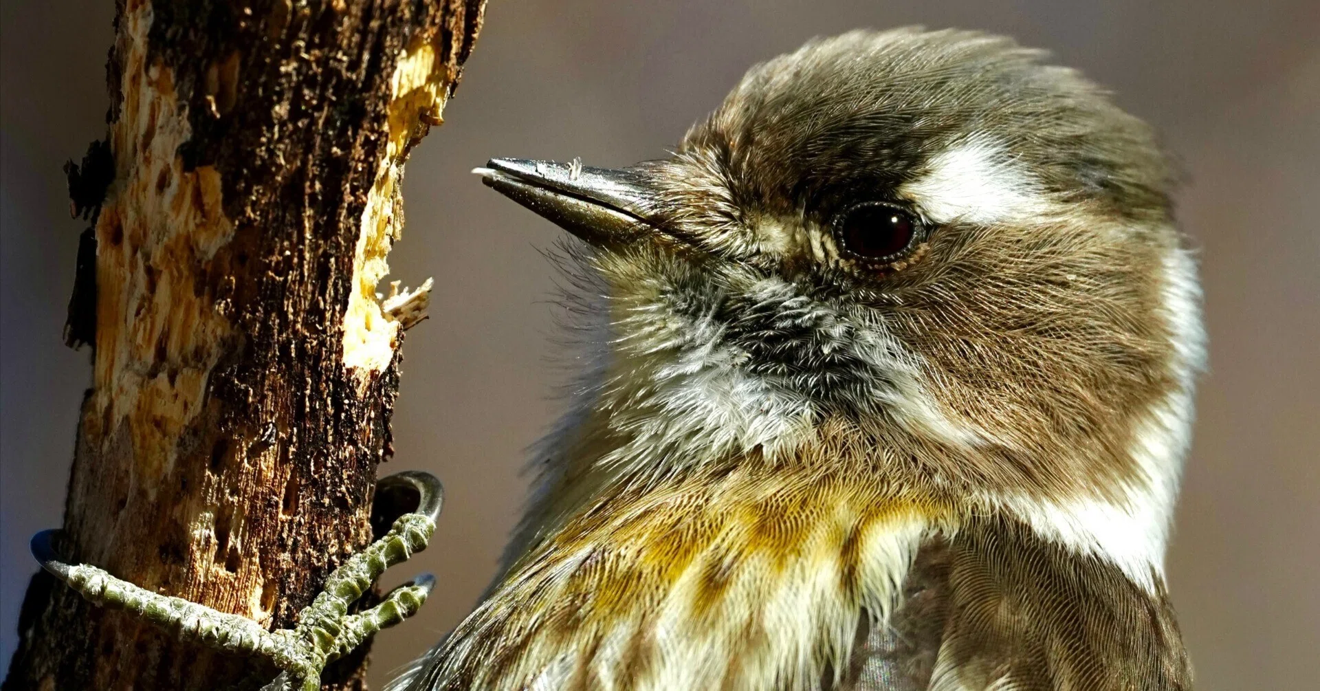 野鳥撮影で可愛いコゲラさんをバキバキに解像させるのが私の使命（SONY