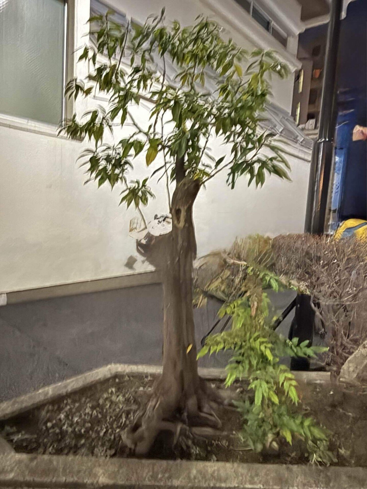 楽天市場】盆栽 特選：獅子頭(シシガシラ)紅葉 現品 *もみじ