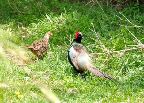 第748回 雄化するキジのメス(キジ8回目)｜翆野 大地
