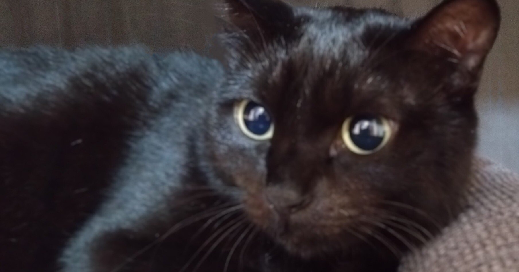 最弱にして最強!? 黒ネコ伝説 496-96（クロ）ちゃん｜496ワイナリーの