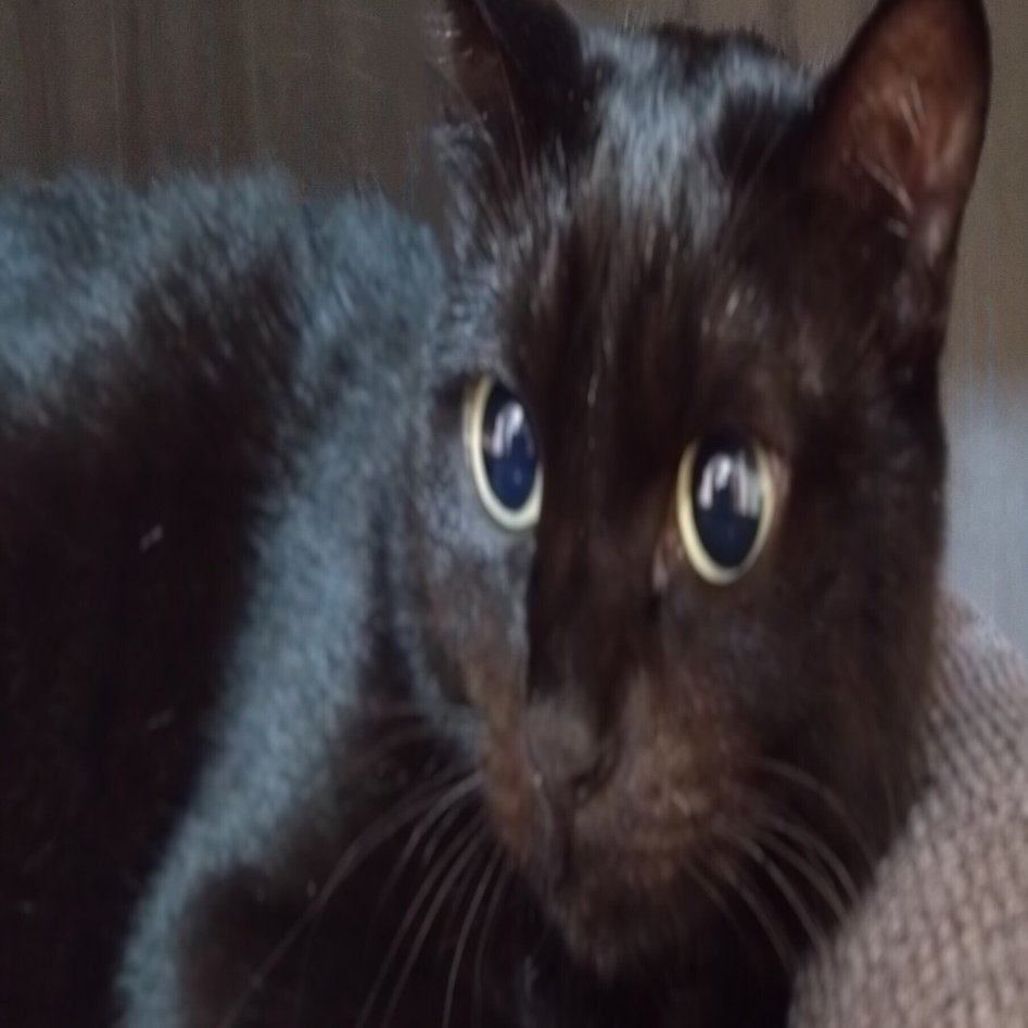 最弱にして最強!? 黒ネコ伝説 496-96（クロ）ちゃん｜496ワイナリーの