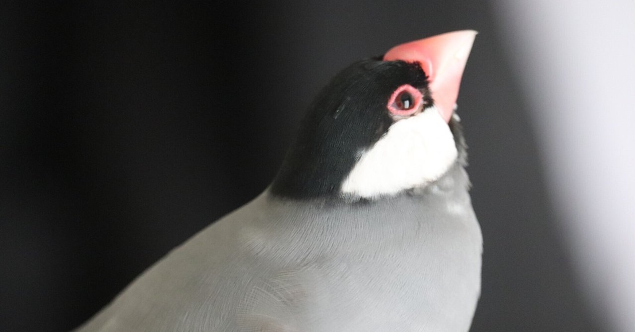 NO BIRD NO LIFE（桜文鳥に捧ぐ）｜FUJIKI TOSHIAKI