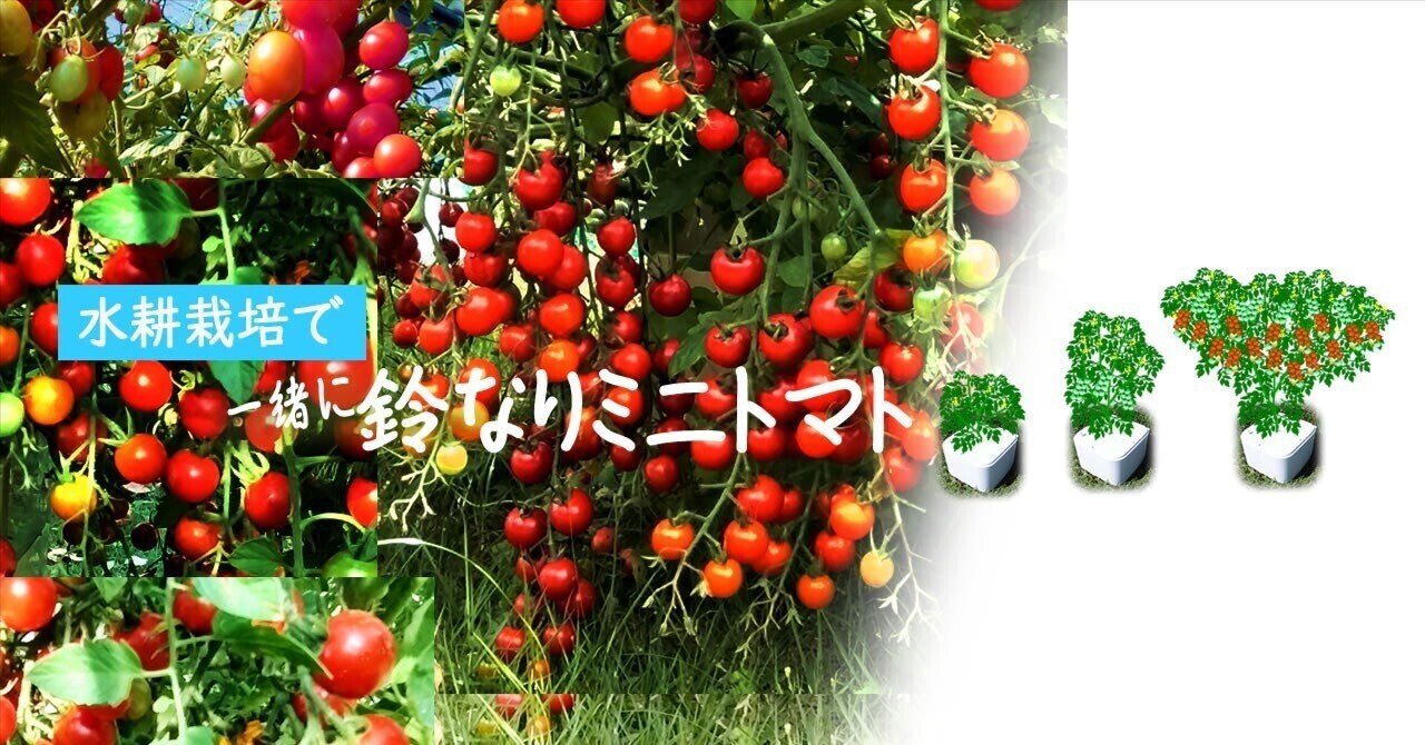 とまとん母さんの水耕栽培いろんなこと｜note