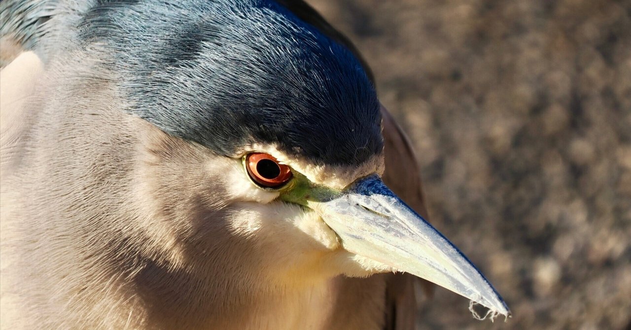 ゴイサギさんが目の前に飛んできてびっくりの野鳥撮影（OM SYSTEM OM
