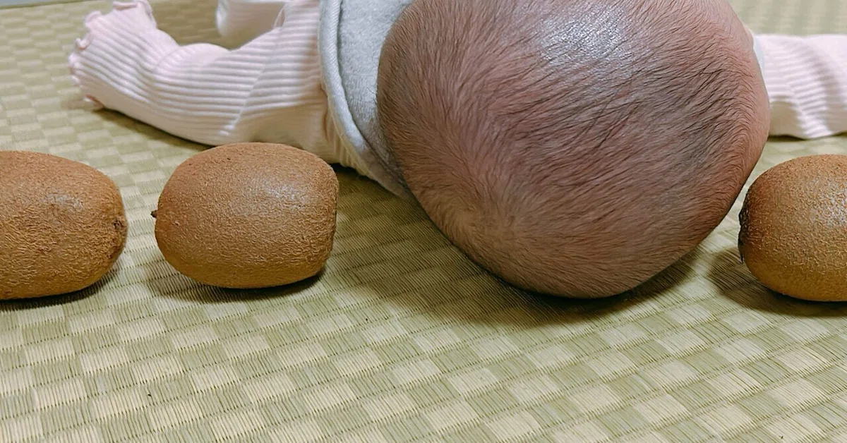 èŠåºãç»å
