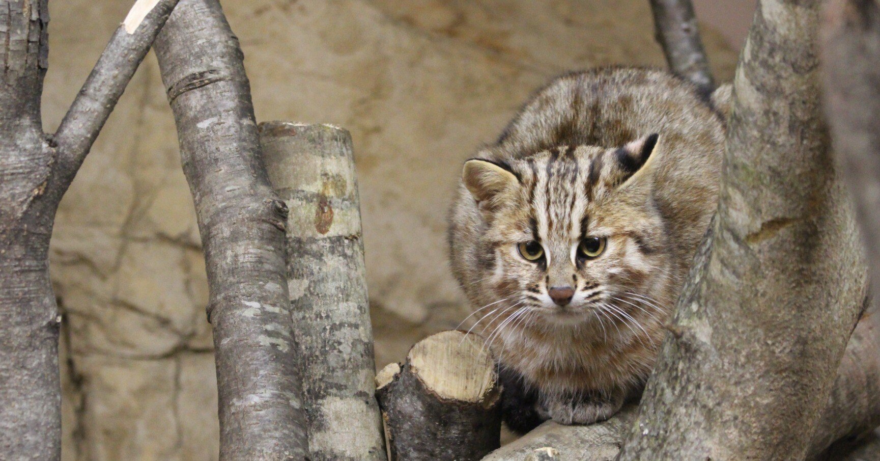 1892b924a55b470be64239495ae22c