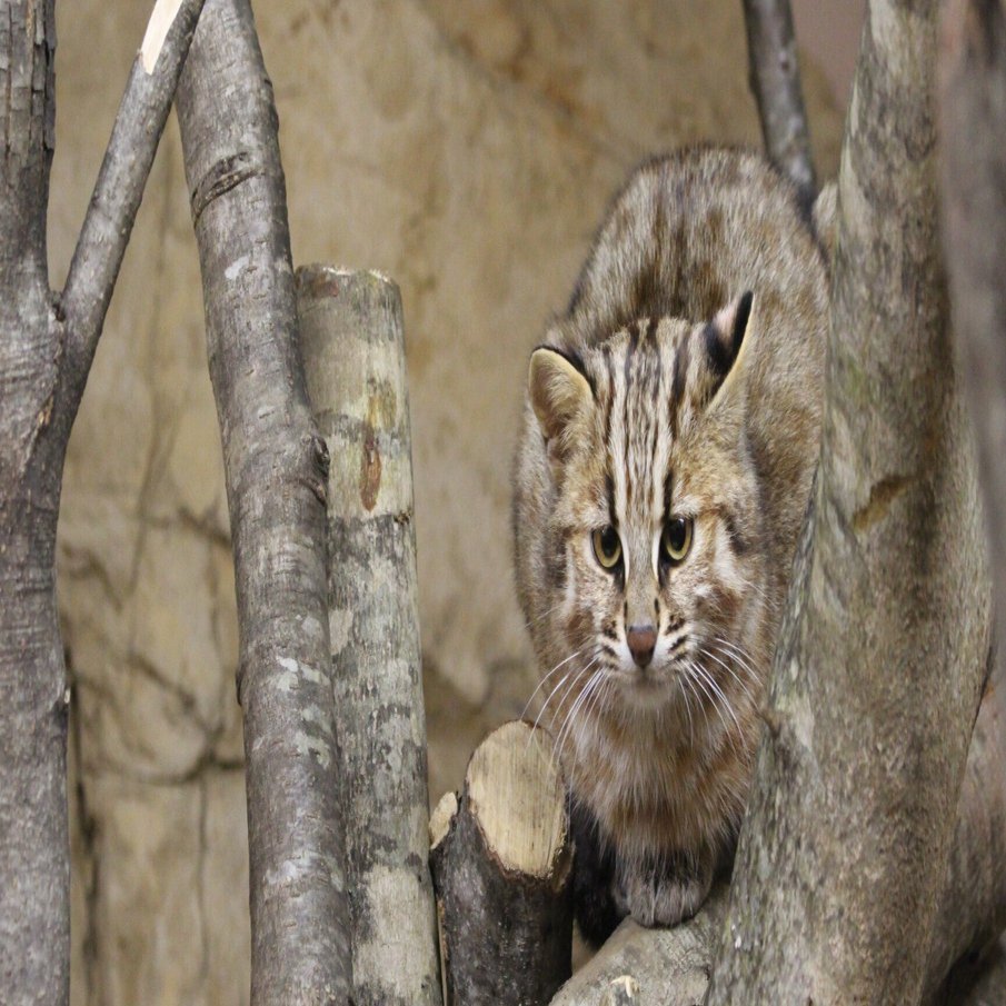 なつやまねこ 2月22日からツシマヤマネコ一般公開開始します｜那須どうぶつ王国