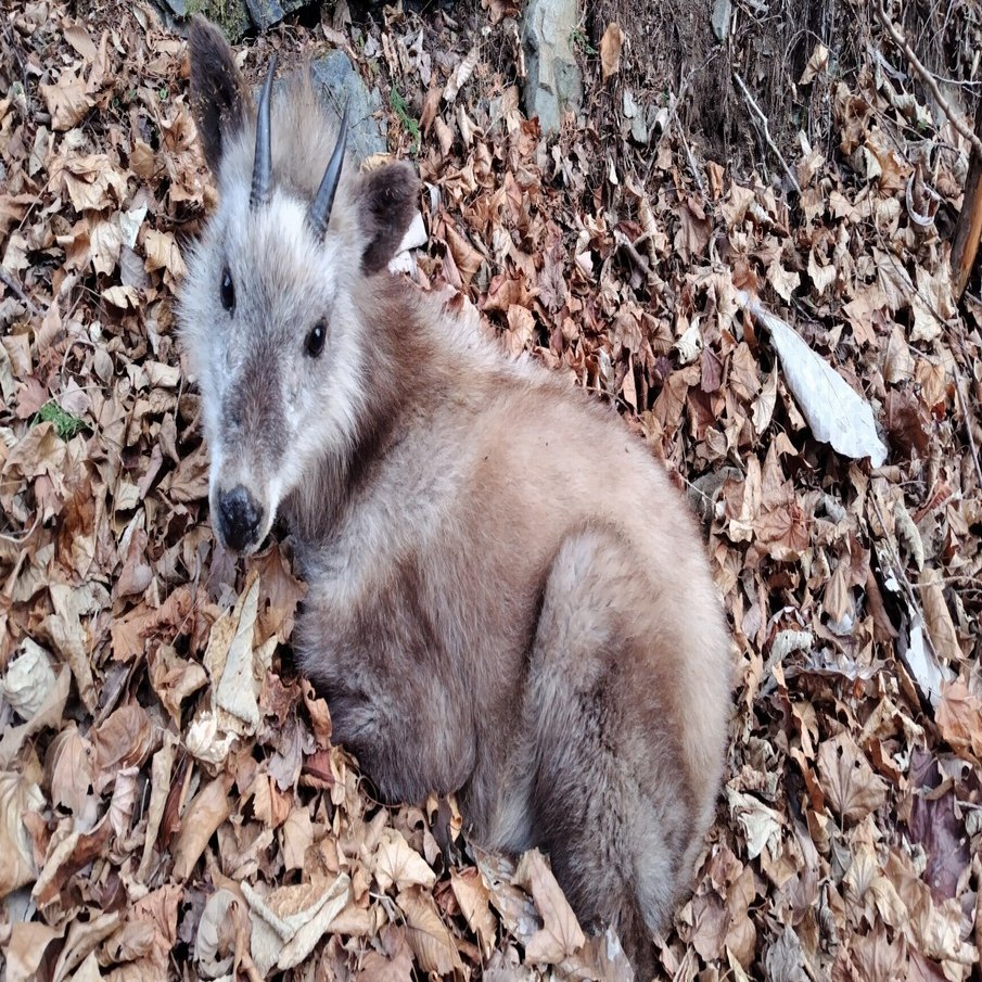 2025年2月】鹿へのパスポート すてきな狩猟はじまる｜ドラゴン佐宗