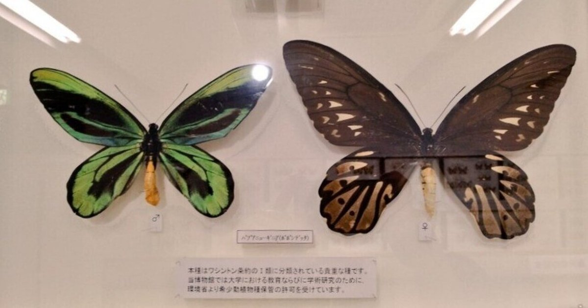 アレキサンドラトリバネアゲハに会いに行こう｜四ツ倉絢一