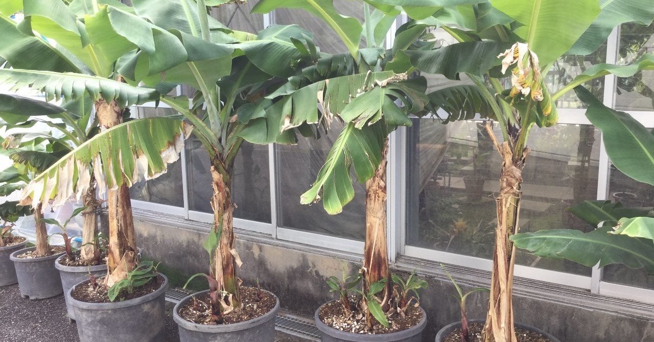 第二十回 名古屋でバナナは育つのか 01 04 あせとん けとん Note 第二十回 名古屋でバナナは育つのか 01 04 あせとん けとん Note