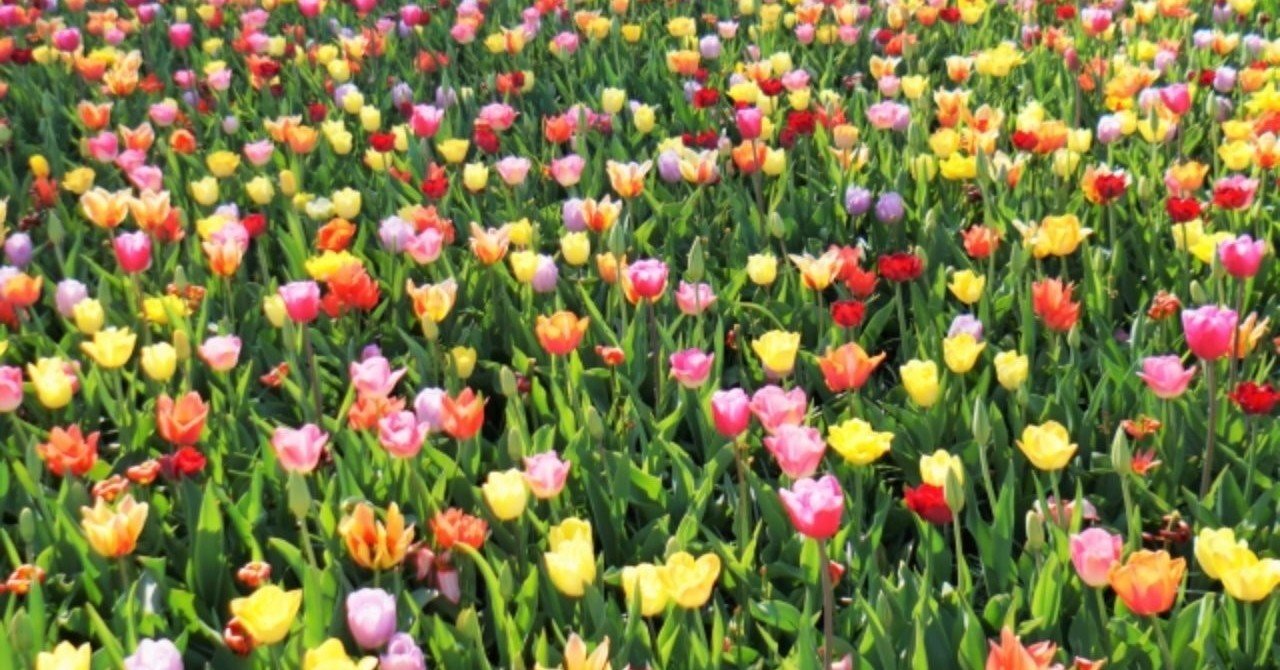 「世界に一つだけの花」はどこへ?
