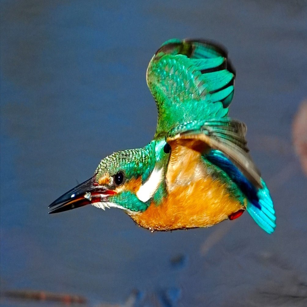 今日も懲りずに野鳥撮影でカワセミの飛び込み（ダイブ）の撮影に