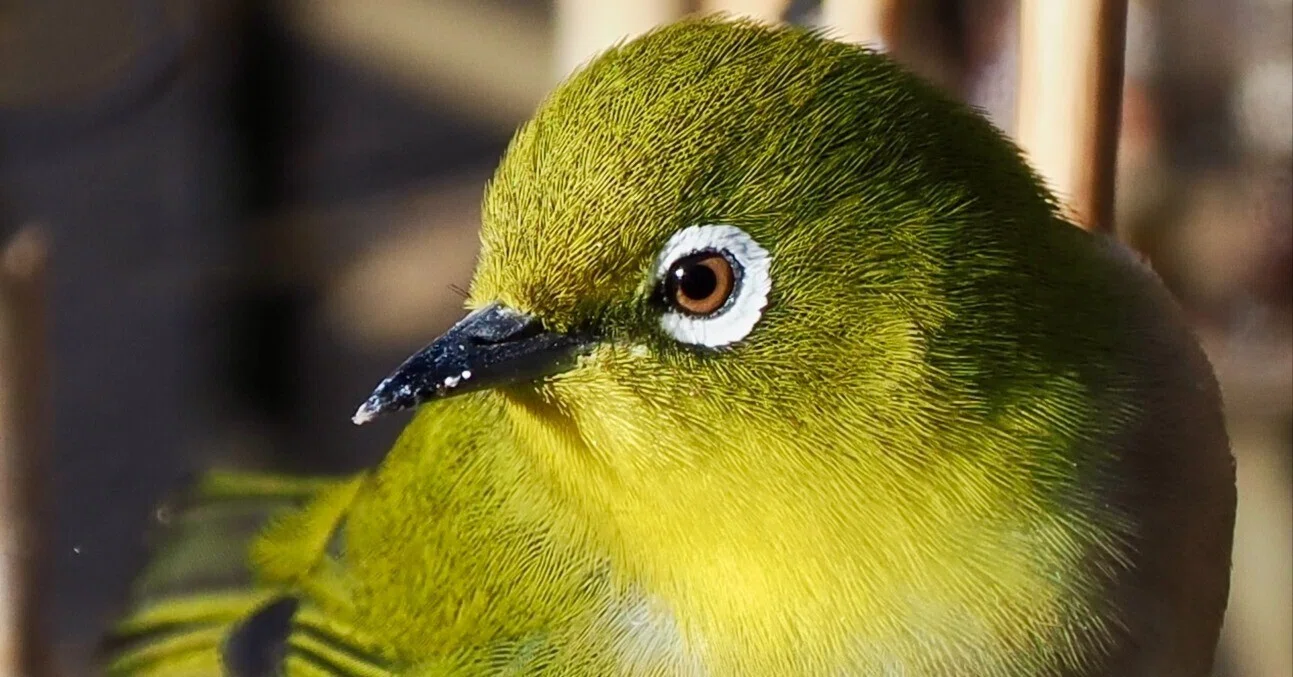 鳥運が悪くてもメジロ君がかわいいから野鳥撮影はやめられない（OM