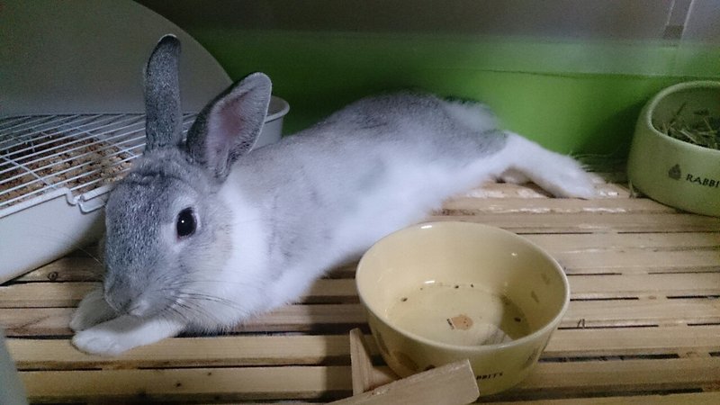 今 自分が一番はまっていること ひな ミドリメ Note