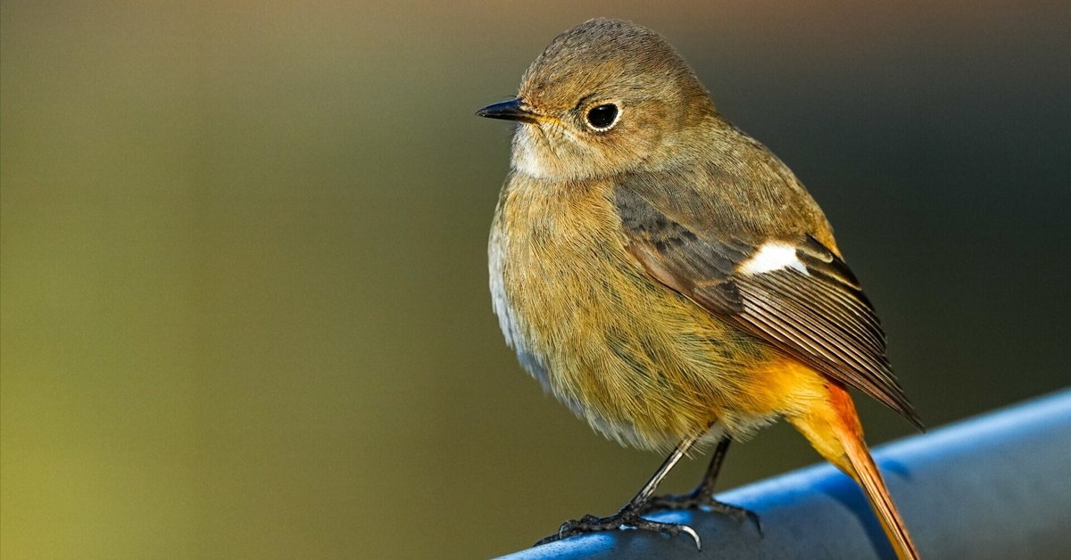 アイオ嗳呕 比翼の鳥　真作 45分しかなくても野鳥撮影でジョビ子（ジョウビタキ）をまつ毛