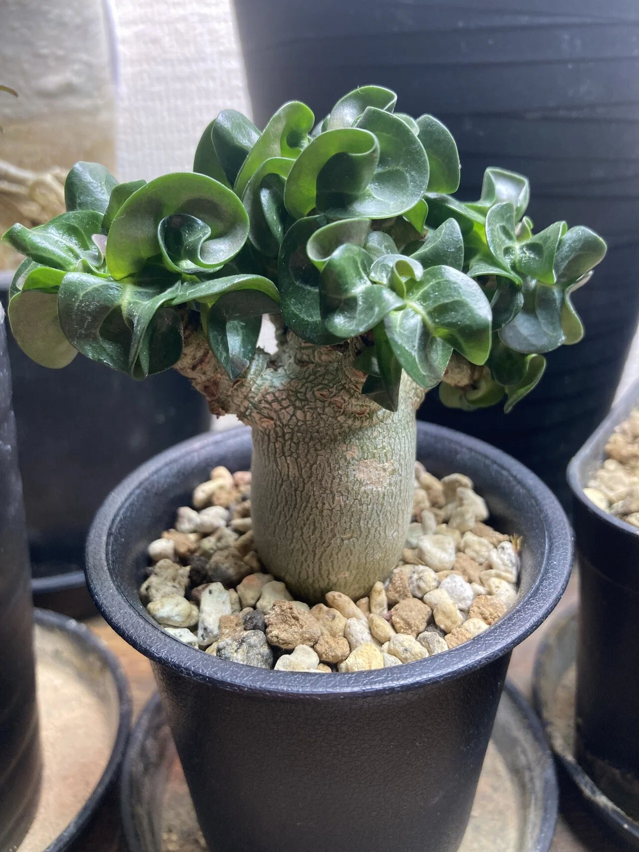 観葉植物 手作植木鉢Mサイズ 検（ 塊根植物 グラキリス パキプス アガベ)