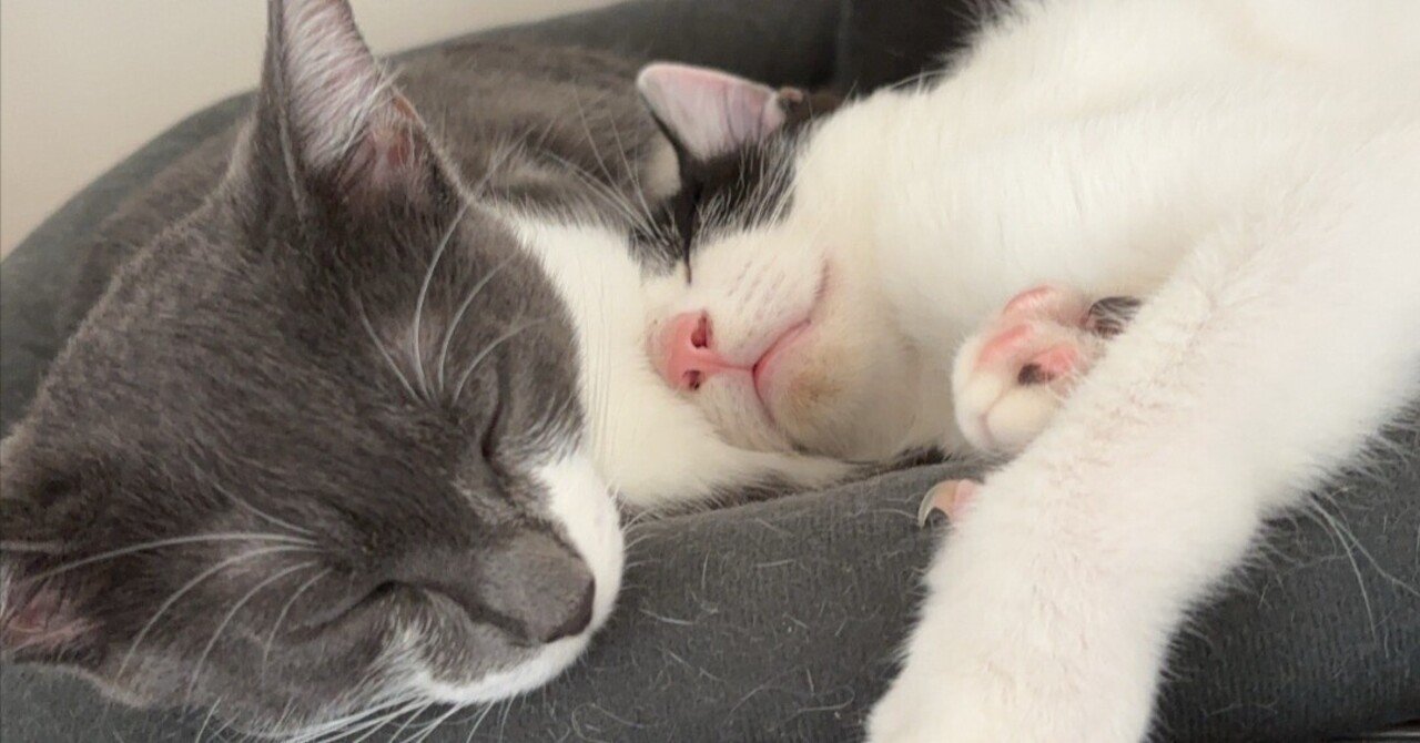 猫との暮らし🐾 | 子猫の記録生後5ヶ月編｜あやぺりと猫