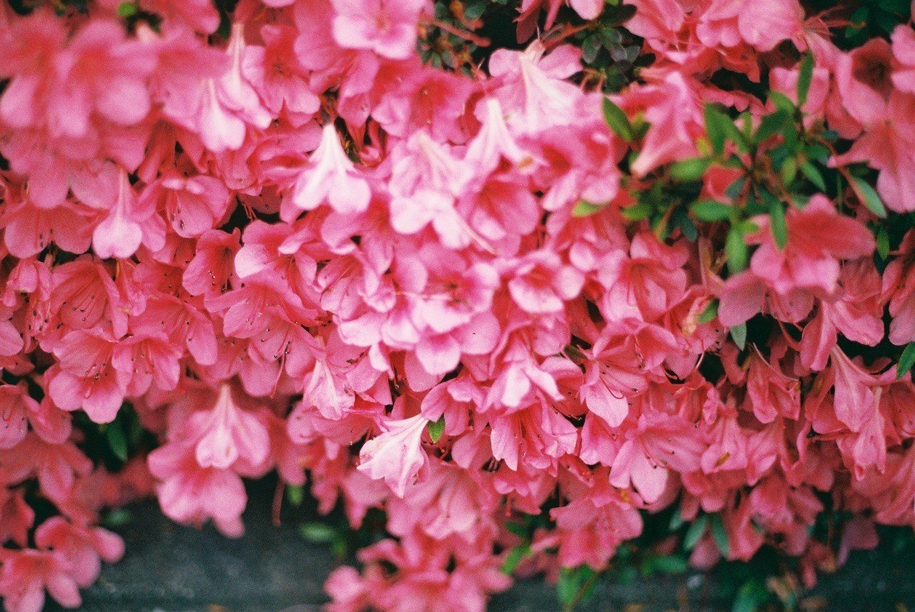 かわいさは純粋さと素直さだけ Naoko Note