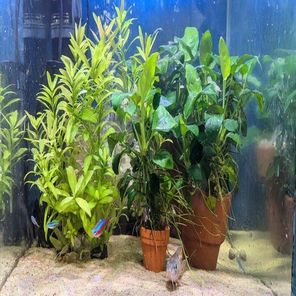 仲間が増えた水槽🐠｜しろくまん🌙*