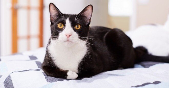 ハチワレ猫の魅力とは？その特徴と性格を徹底解説｜にゃんこ先生