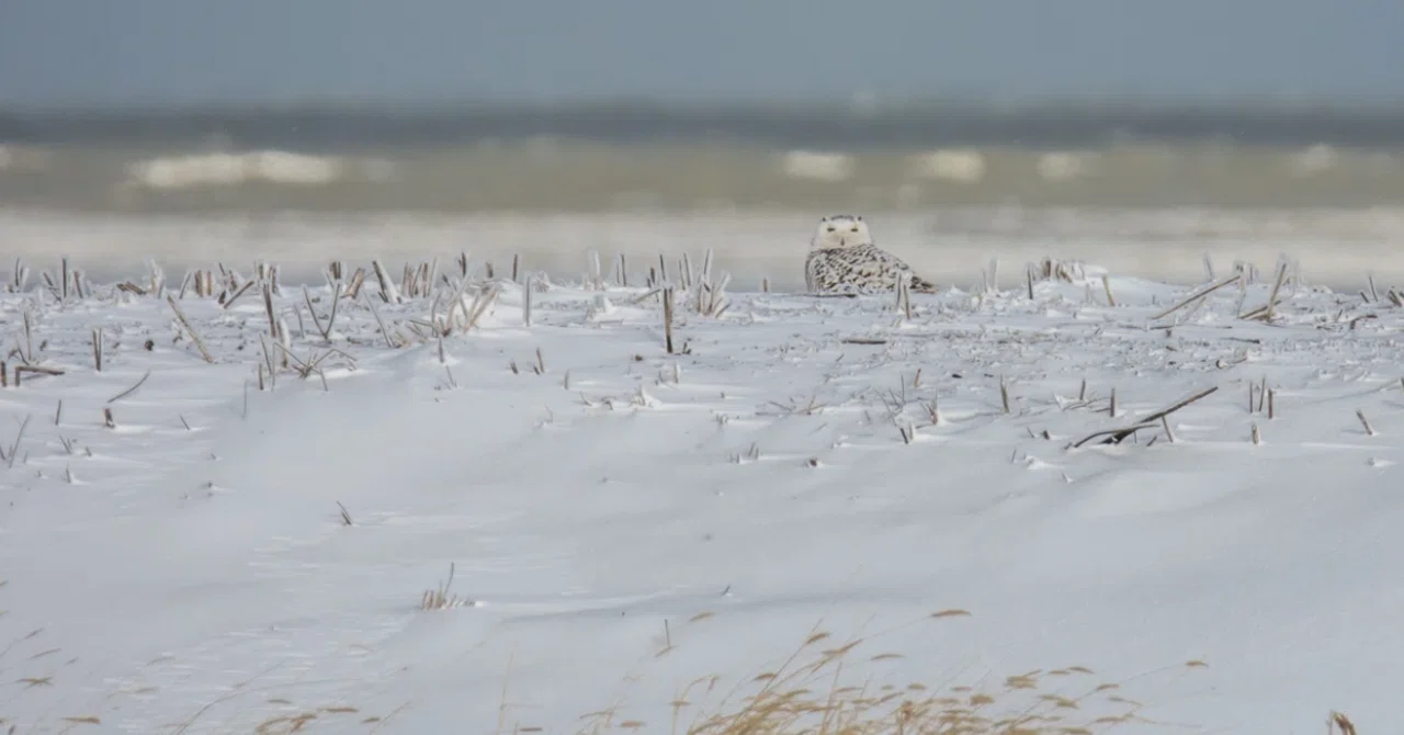 シカゴでバードウォッチング！】 Snowy Owl シロフクロウ｜ローリー