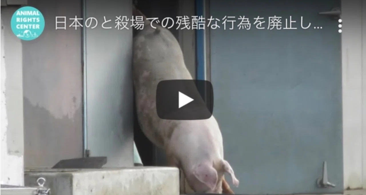と畜場での残酷な行為を廃止して 決済ノート紹介aaefやりすぎ都市伝説私が言い過ぎ 宮咲アンナ Note