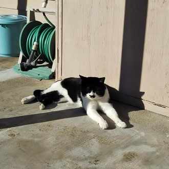 犬 か キャット か で 死ぬ まで 喧嘩 しよう 歌詞