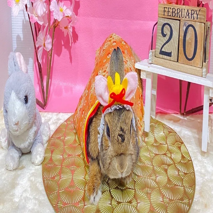 捨てられたうさぎを引き取りました。｜一条いろは