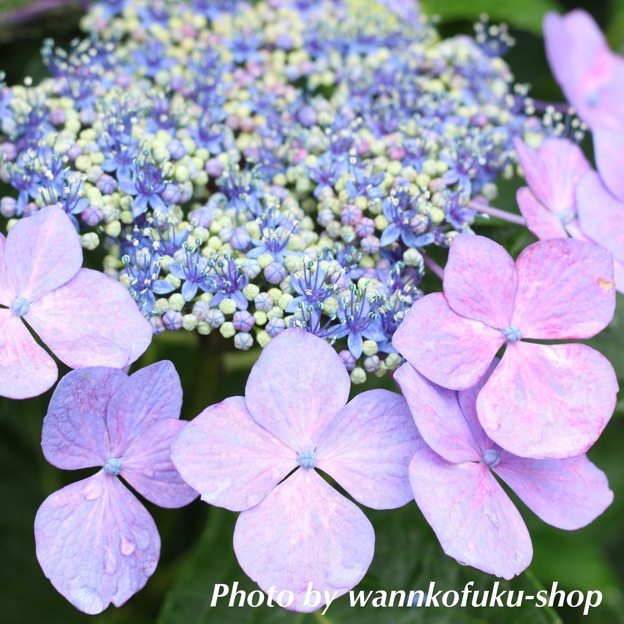 紫陽花の季節ですね 我が家の紫陽花 デザイン企画 Saito Note 紫陽花の季節ですね 我が家の紫陽花 デザイン企画 Saito Note