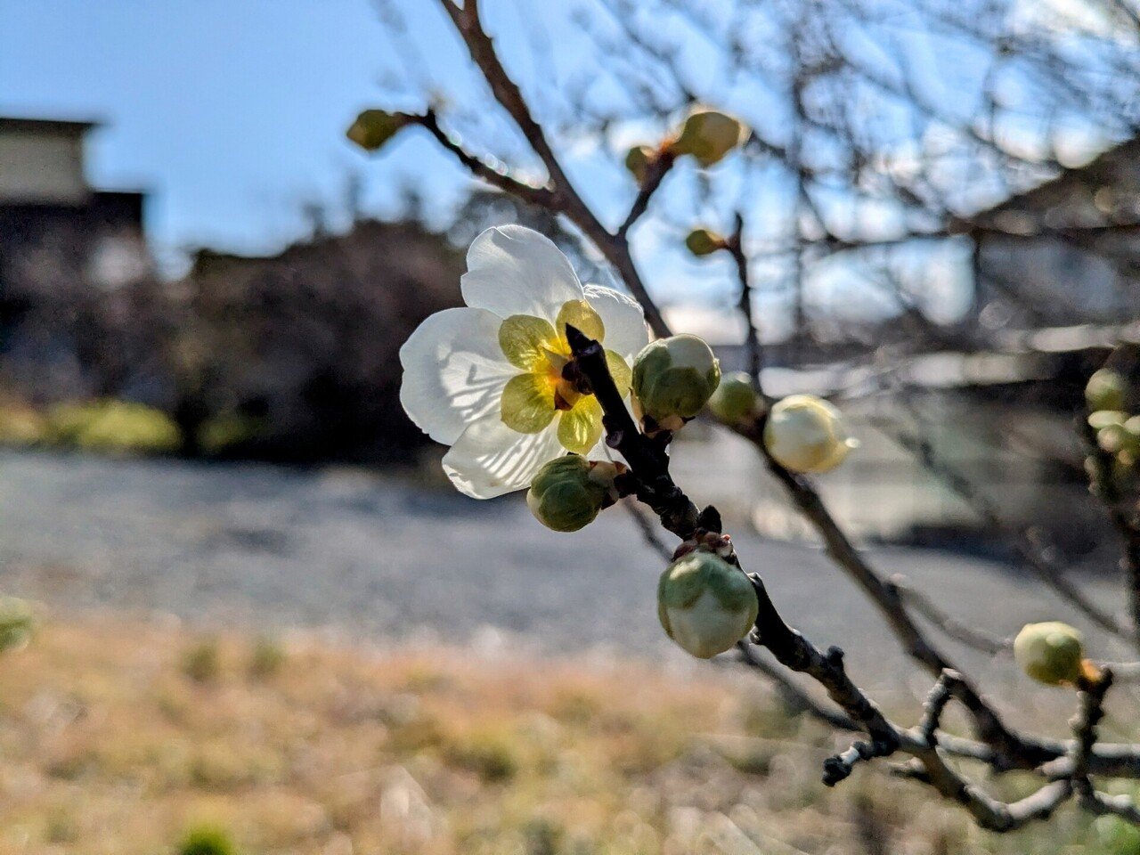 緑の梅の花 緑萼梅（リョクガクバイ） | GANREF
