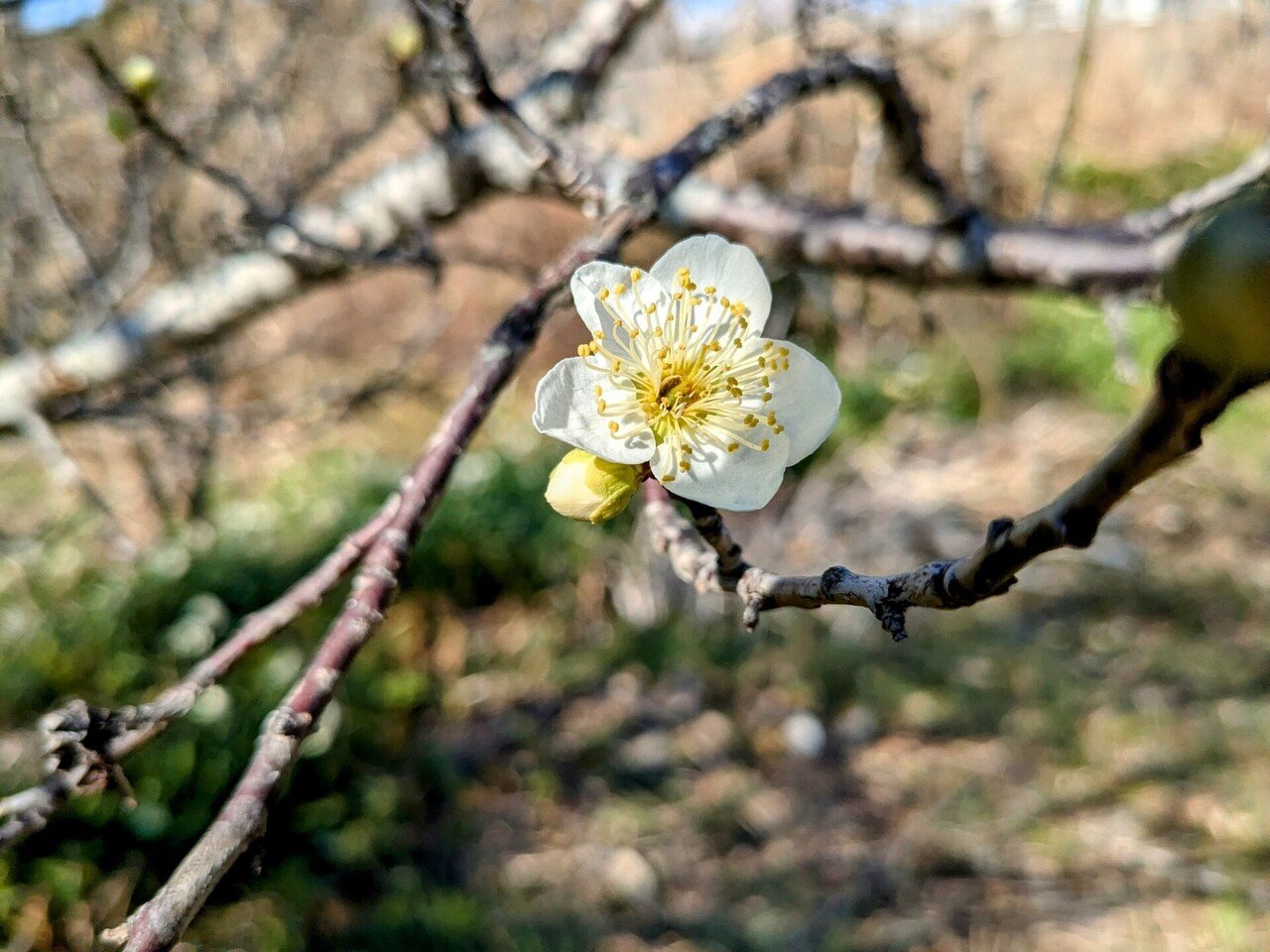 緑の梅の花 s-2016022415032080250.jpg