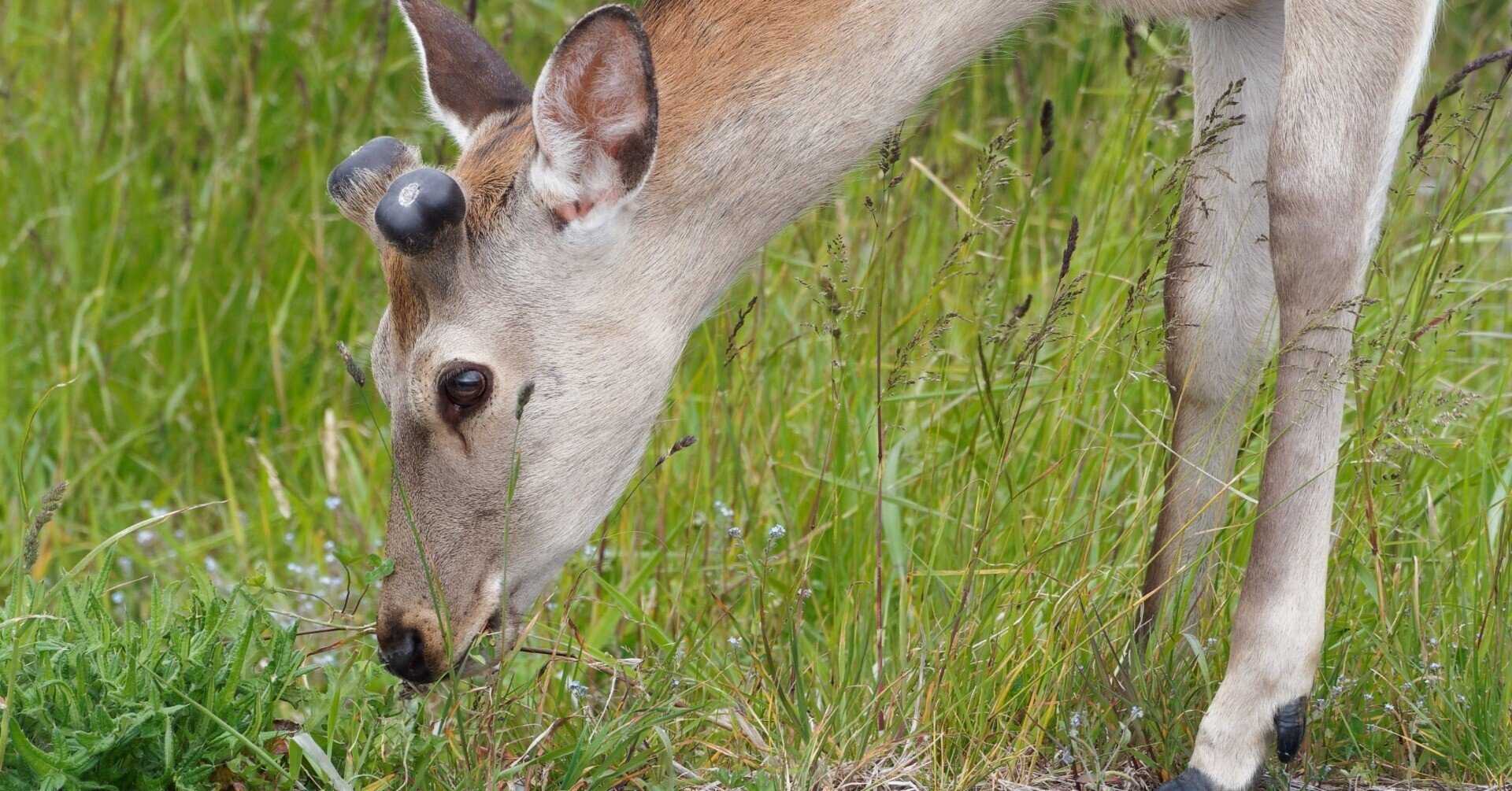 エゾシカ 角 7対14本 狩猟 北海道 蝦夷鹿 【公式通販】