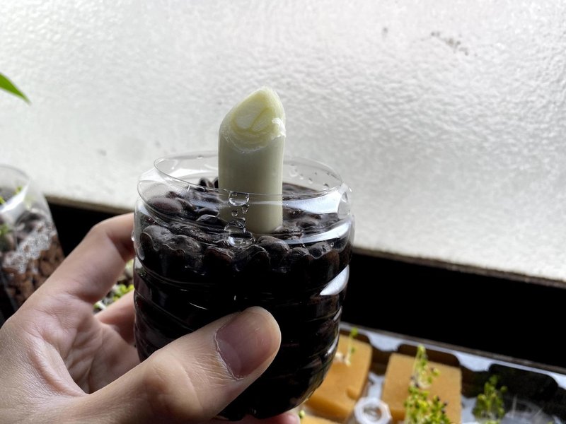 水耕栽培って適当でも育つことがわかった ノブ 心理学 Note 水耕栽培って適当でも育つことがわかった ノブ 心理学 Note