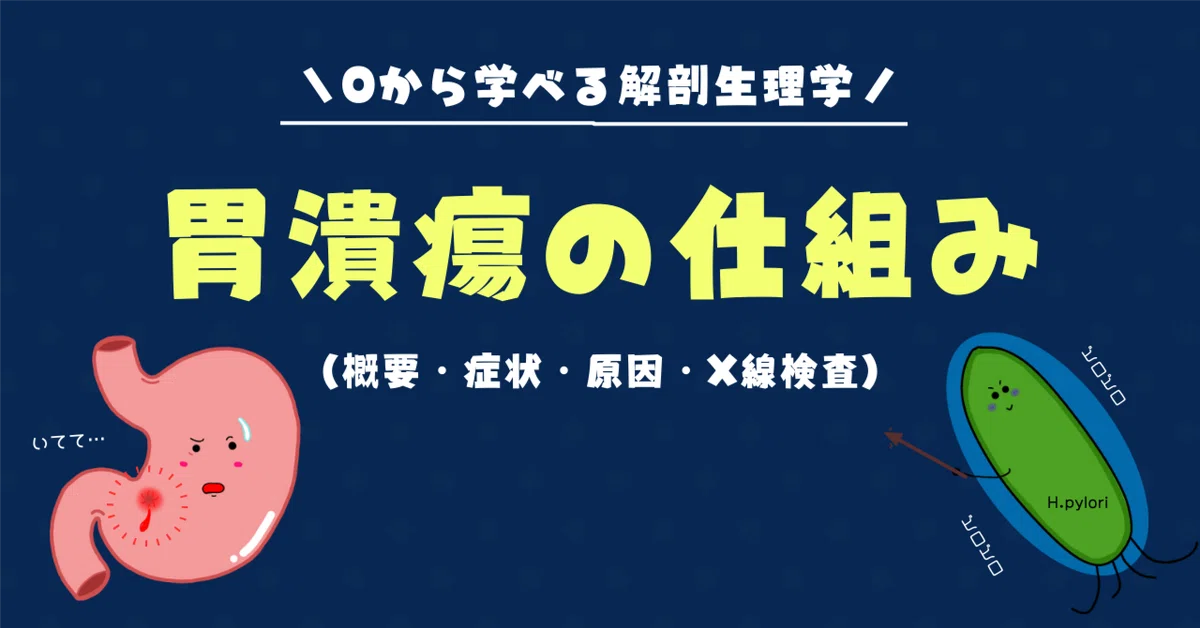 【胃潰瘍とは？】症状や病態をイラストでわかりやすく解説！｜おがちゃん先生／解剖生理