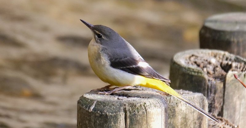 野鳥が好きです! - 日記｜take 🎸全ての人が自由になれる気がし