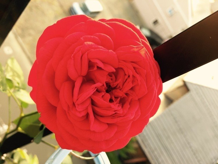 赤でモチベアップ！
#lovely#bloom#flower#hydrangea#おはよう#麗しい#