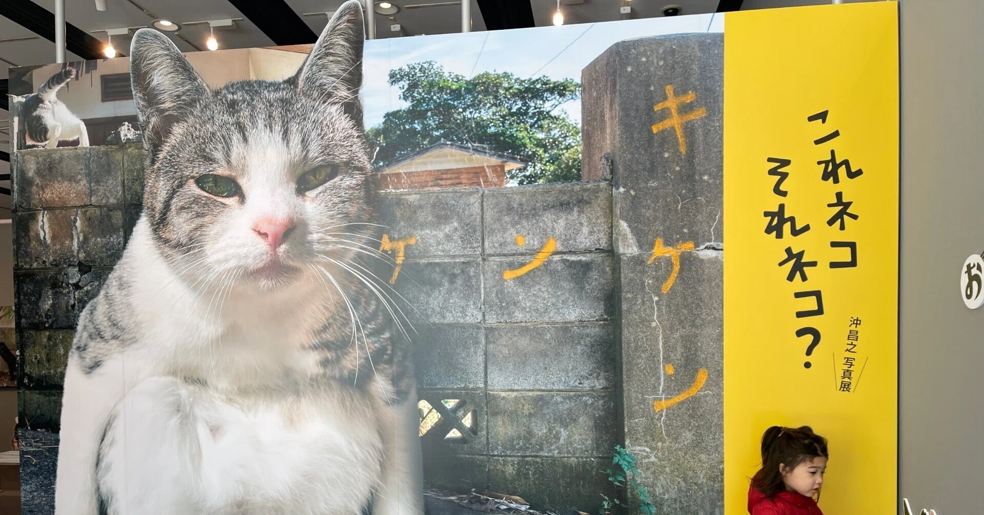 作品【愛猫】　写真３枚目・説明欄を参照の上、ご購入ください 猫の新たな一面を見たい人は行くべし。猫写真家・沖昌之さん写真展