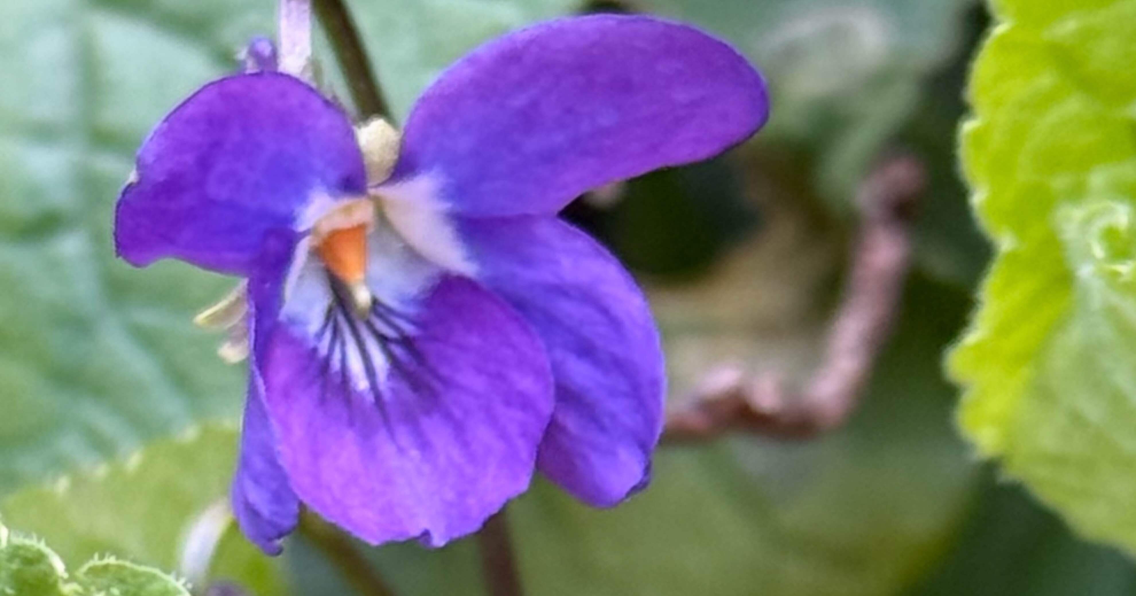 スミレ 春を告げる可愛い花、久々にこれを見てテンション上がる｜EGGSEED