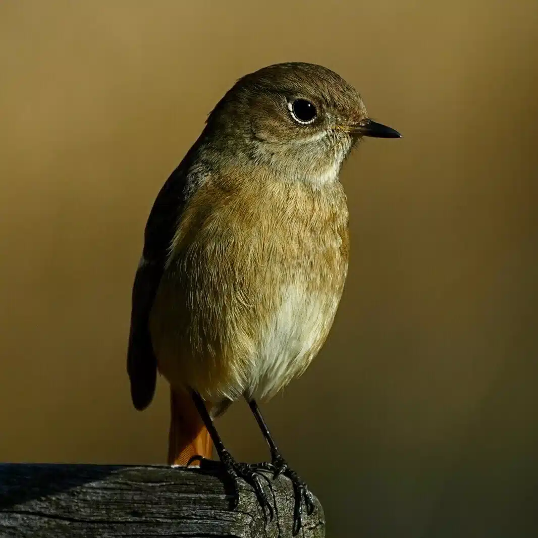野鳥と超望遠レンズが大好き