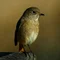 野鳥と超望遠レンズが大好き