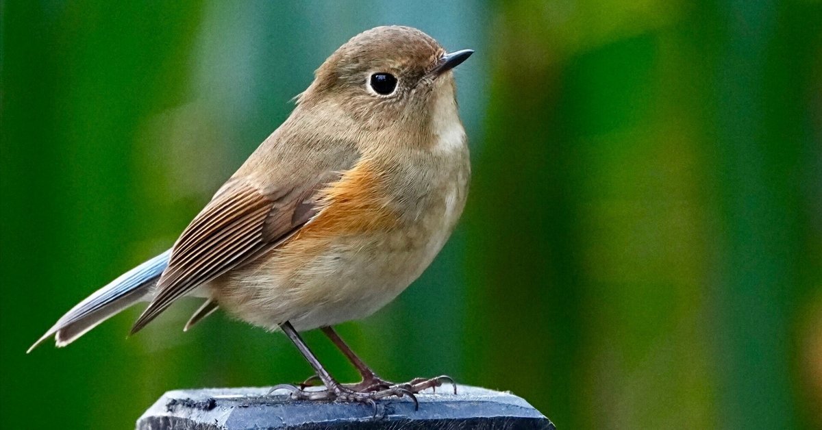 吉田 遠志 「弥生-レンギョウにルリビタキ」 吉田 遠志 「弥生-レンギョウにルリビタキ」 - メルカリ