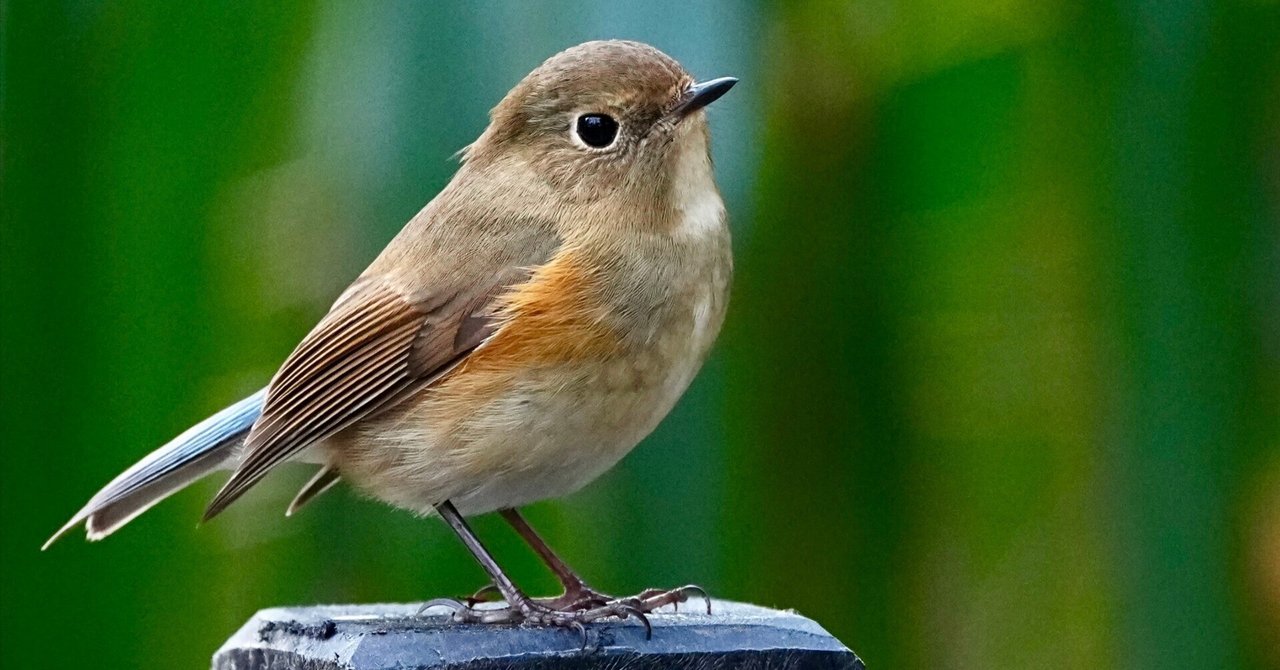 2025年1月3日も勿論、野鳥撮影でルリビタキを狙う（SONY α1Ⅱ