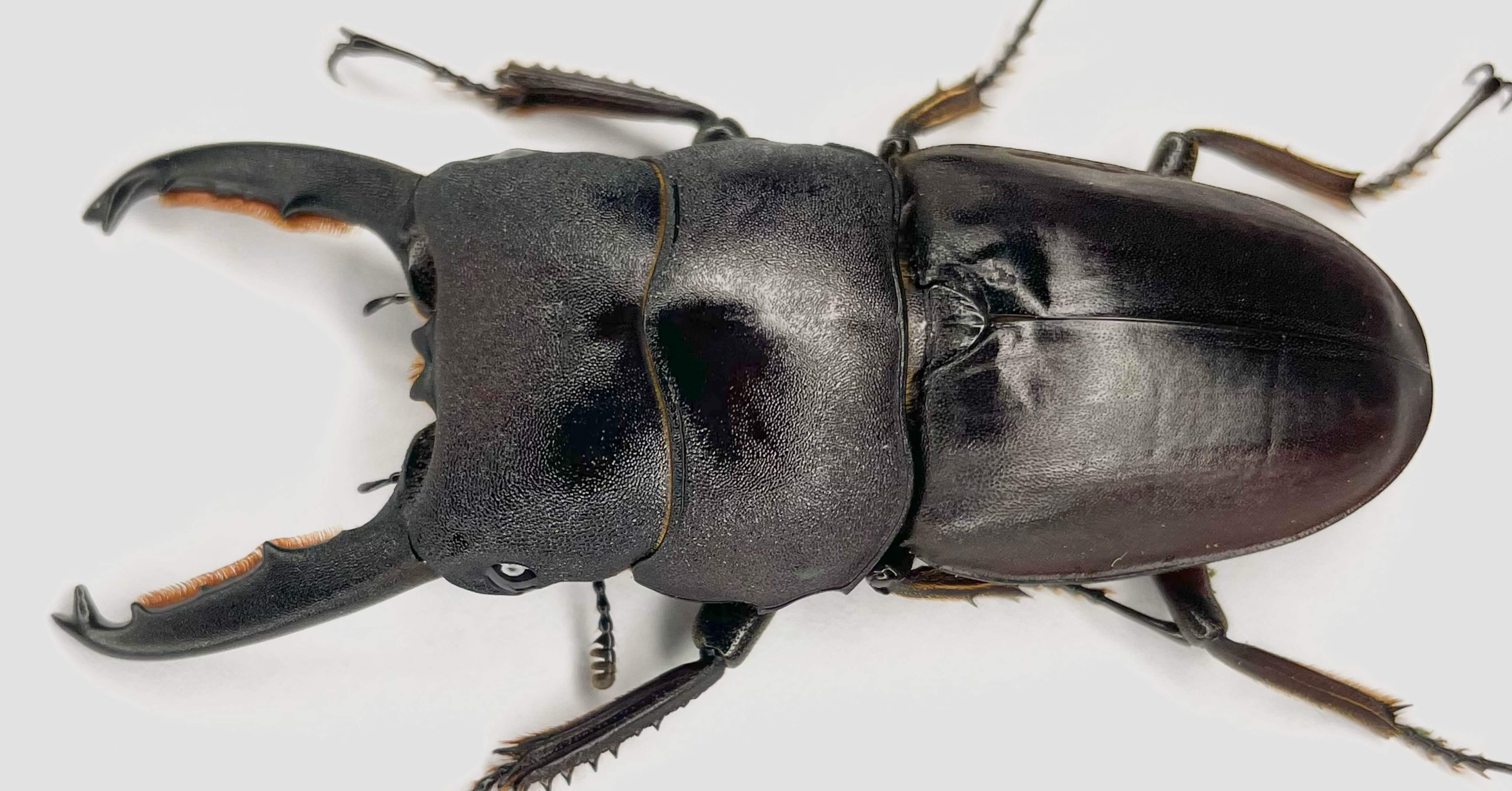 チャールトンウスバ原亜種　雌 飼育記】タウルスヒラタ原名亜種｜Yezo_Dorcus