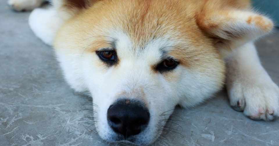 娘が犬にエサをあげたという感動の話 Vivi Hanabimaru Note