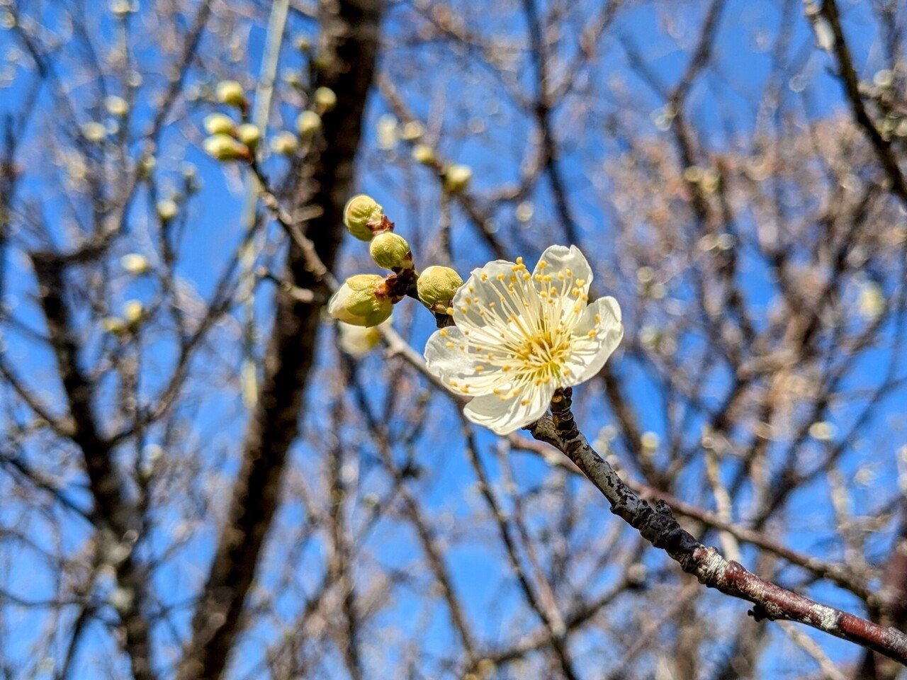 緑の梅の花 梅 緑萼枝垂 | Prunus mume 'Ryokugakushidare' | かぎけん花図鑑