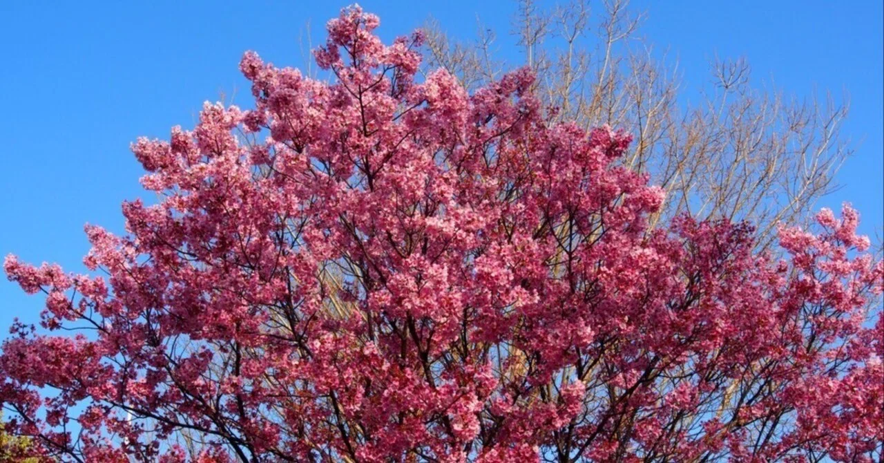 大阪周辺の陽光桜【小規模含め5か所】｜レタス